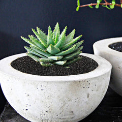 TOYPOPOR decorative pebbles for dried flower arrangements and home decor