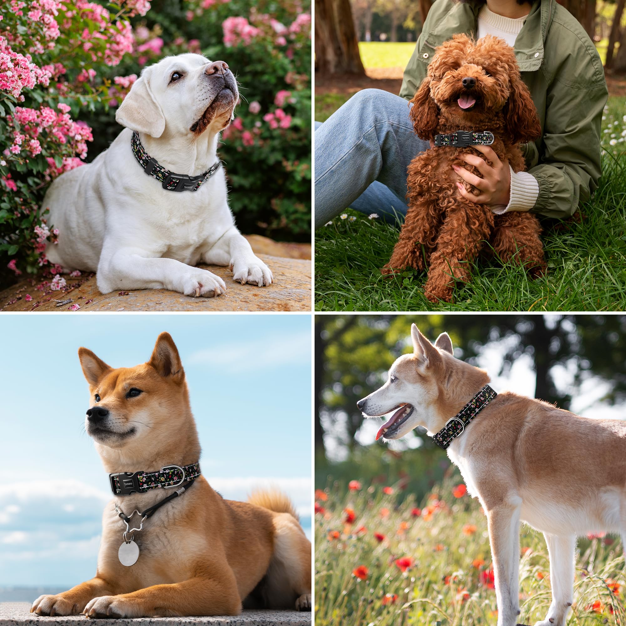 Tpotato double-stitch durable collar withstands active dogs and daily wear