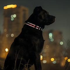 Tpotato collar shows safety reflective strips for night visibility.