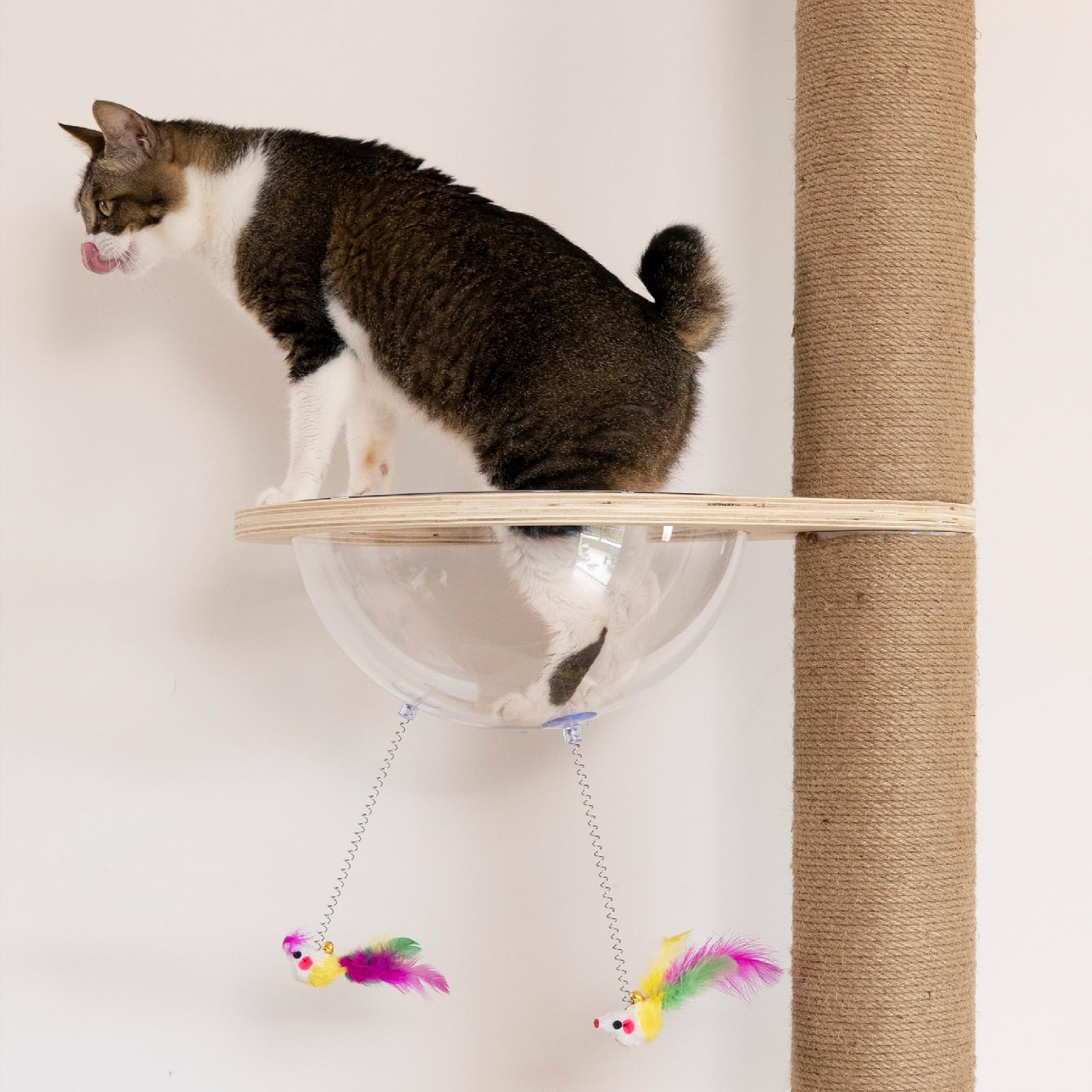 TQEW safe construction with rounded edges protecting furniture and cat paws.