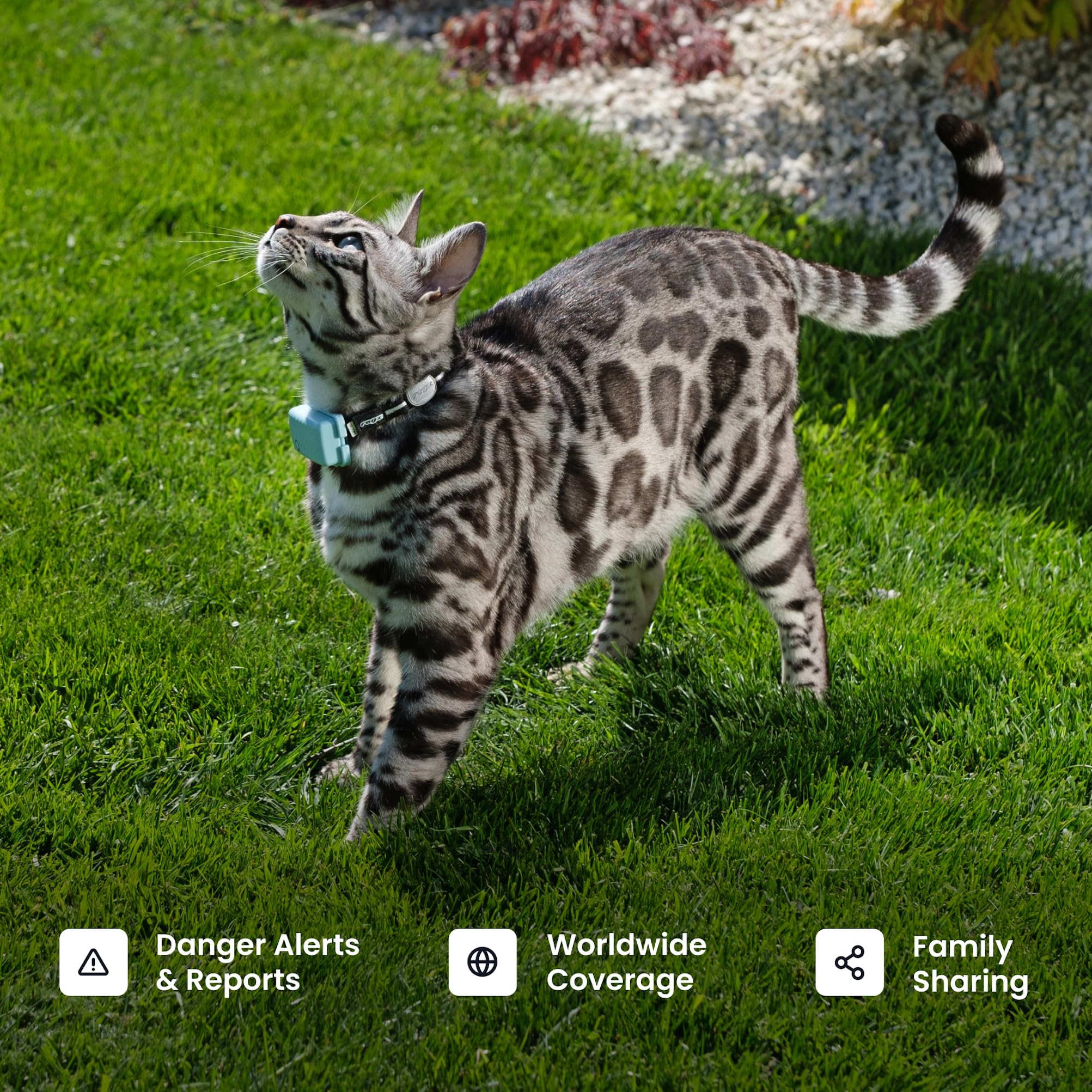 Tractive XL sleep and activity insights illustrate wellness trends.