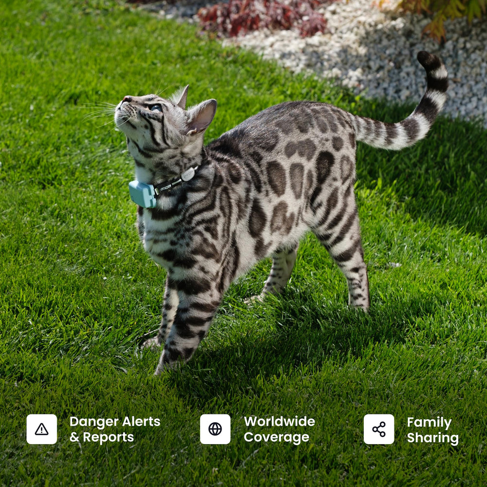 Tractive XL sleep and activity insights illustrate wellness trends.