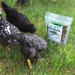 TradeKing dried-crickets treat-snack pets: tasty treat that supports mealtime variety