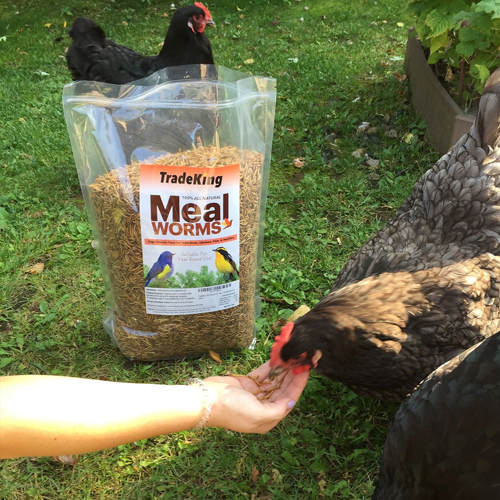 TradeKing protein-rich mealworms provide a versatile treat for poultry and pets.