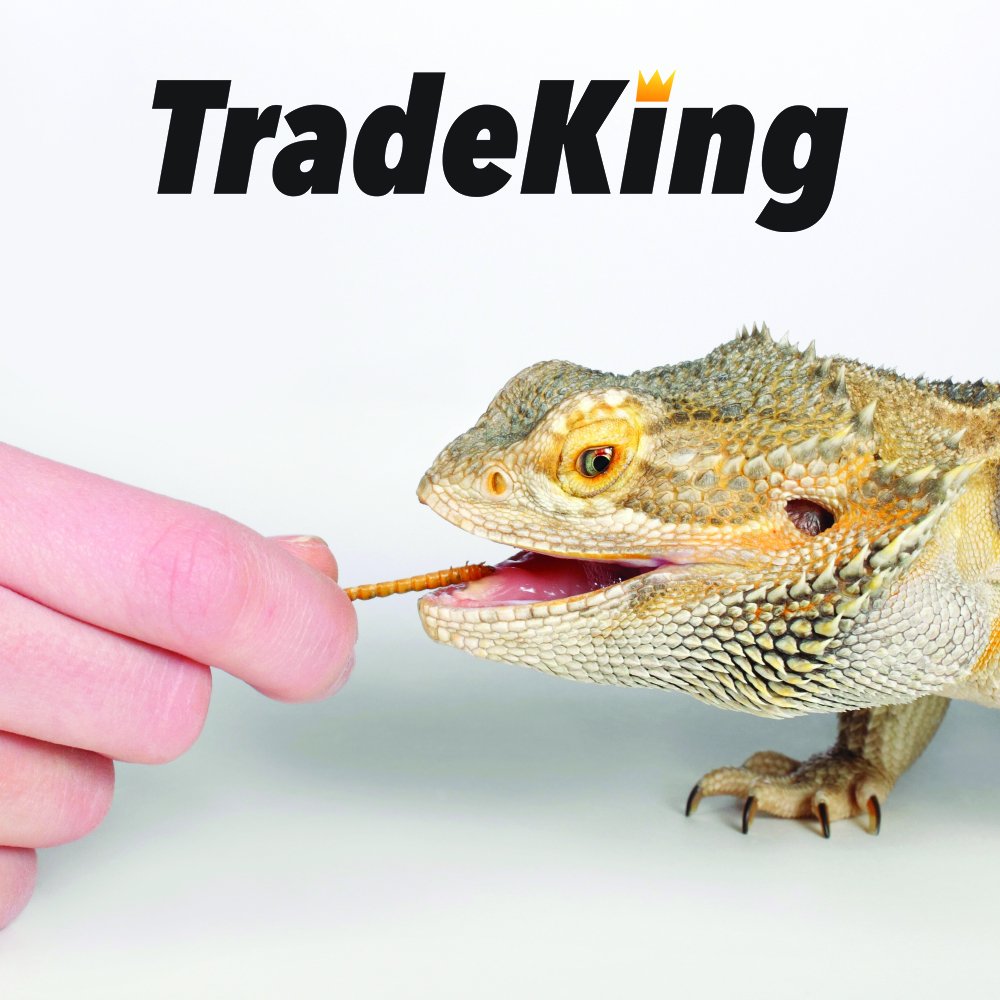 TradeKing dried mealworms in reptile enclosure provide safe enrichment and protein.