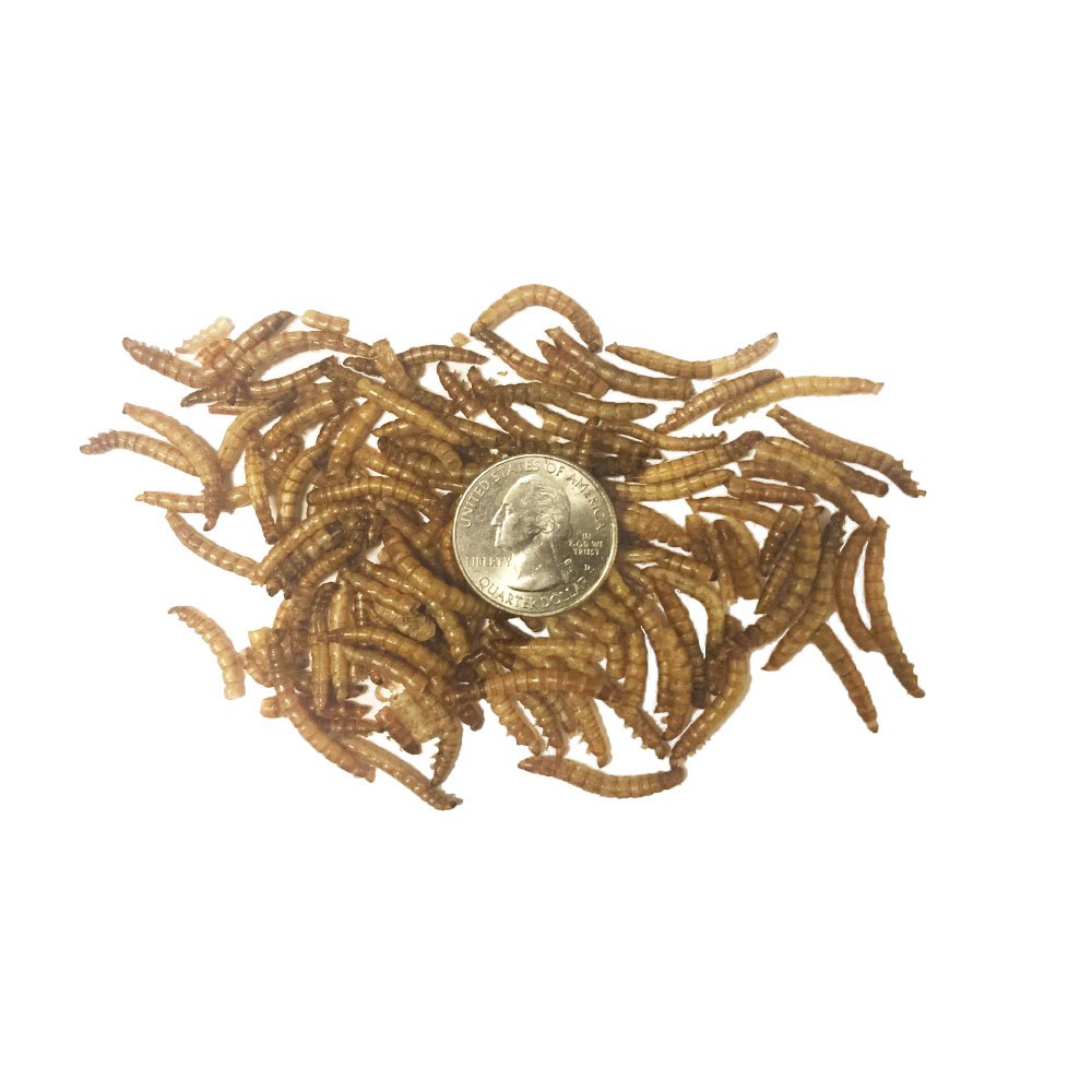 TradeKing gusanos secos para peces y reptiles como complemento proteico