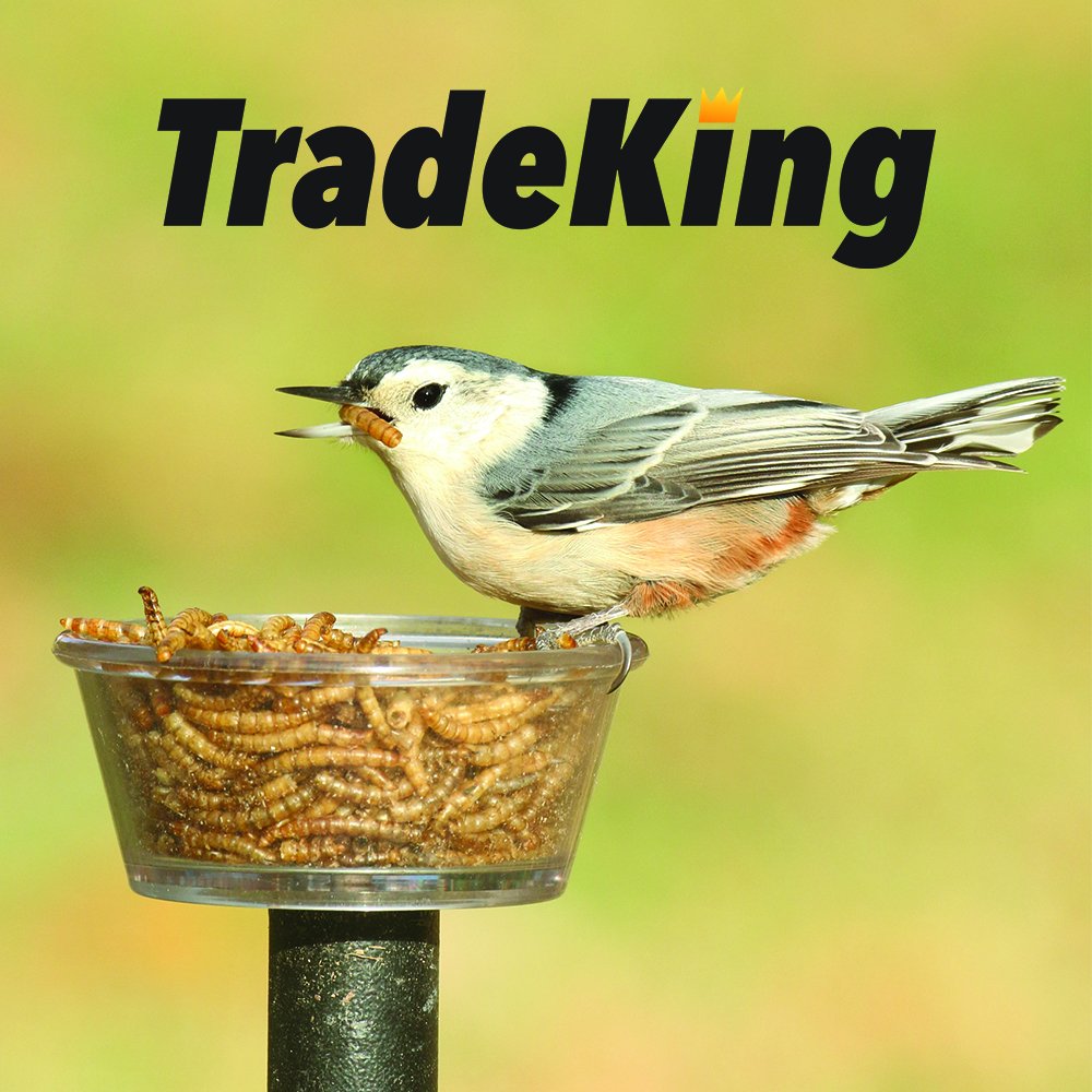 TradeKing mealworms shown as a versatile chicken treat in a coop setting.