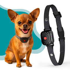 TrainTail bark collar small dog fit: adjustable strap for a comfortable, secure training experience.
