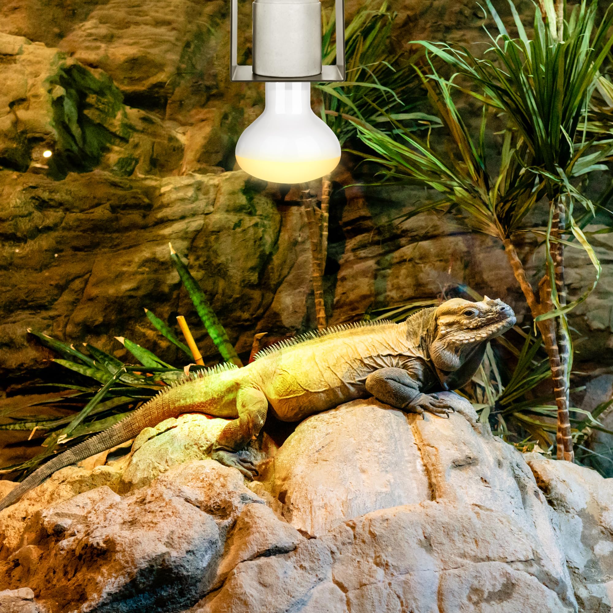 Trakem reptile heating holder pair ships with bulbs not included.