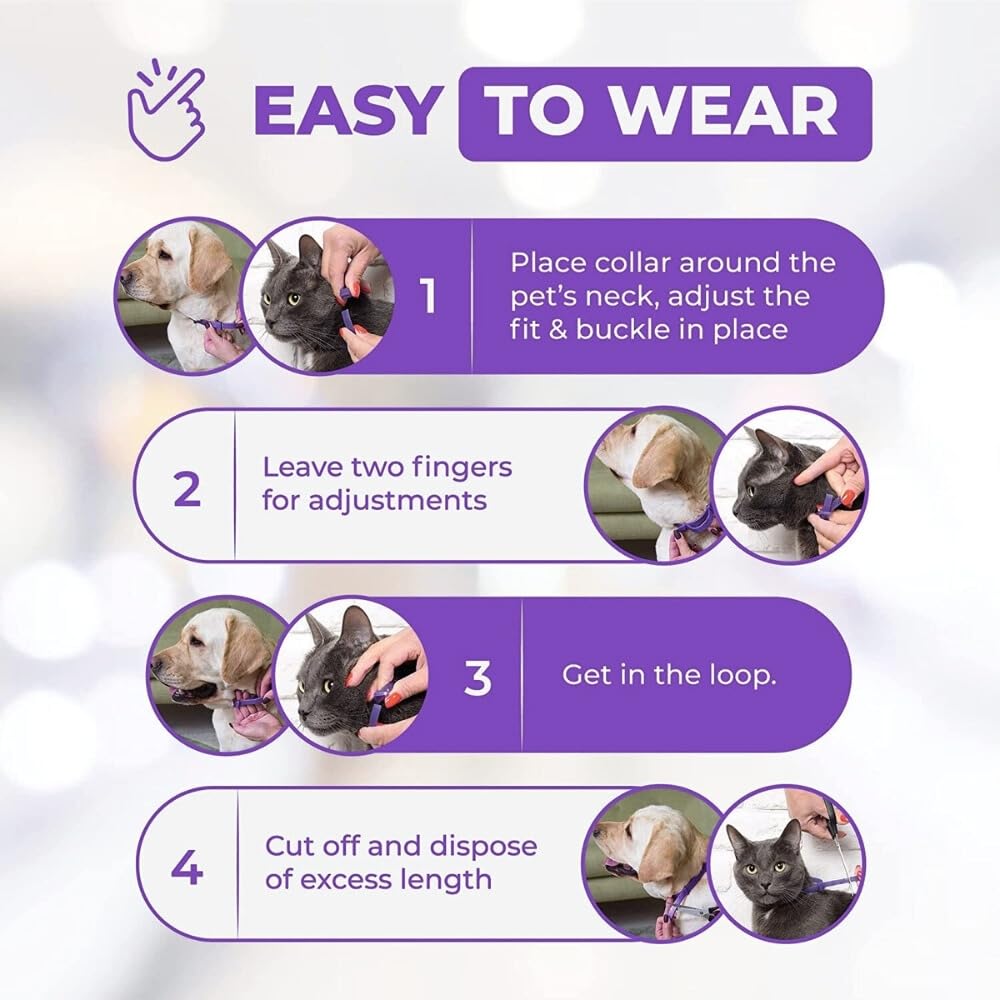 Trendy Hub calm collar on cat demonstrates wearable stress relief