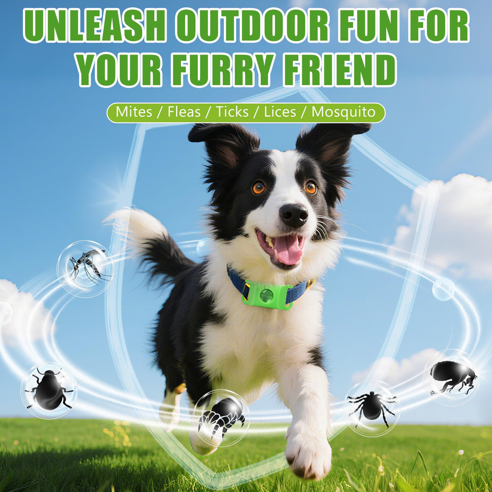 Trihood dog tag attached to collar, demonstrating simple mess-free use on walks.