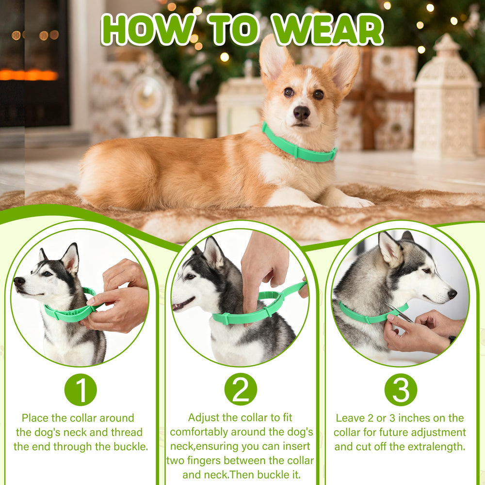 Trihood dog on walks wearing collar during outdoor adventure.