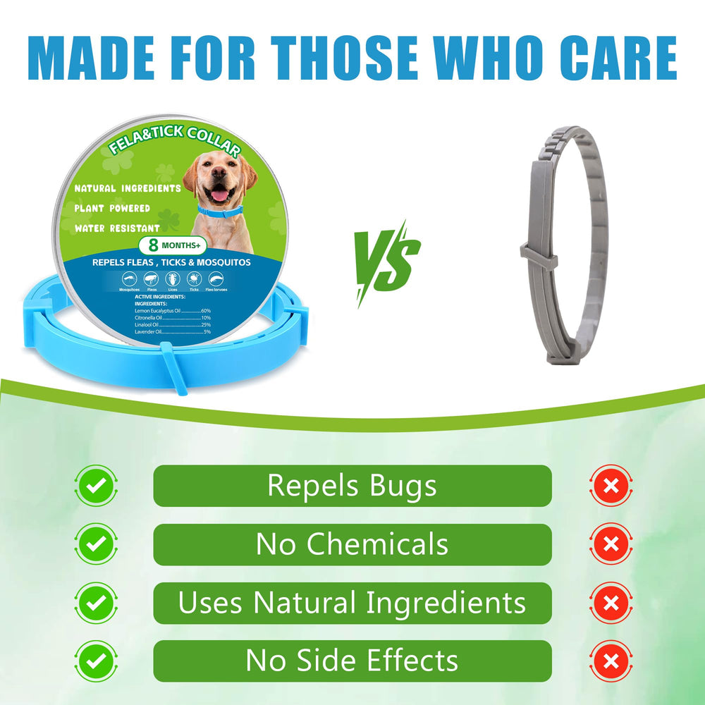 Trihood dog wearing blue collar, safe for all breeds during daily activities