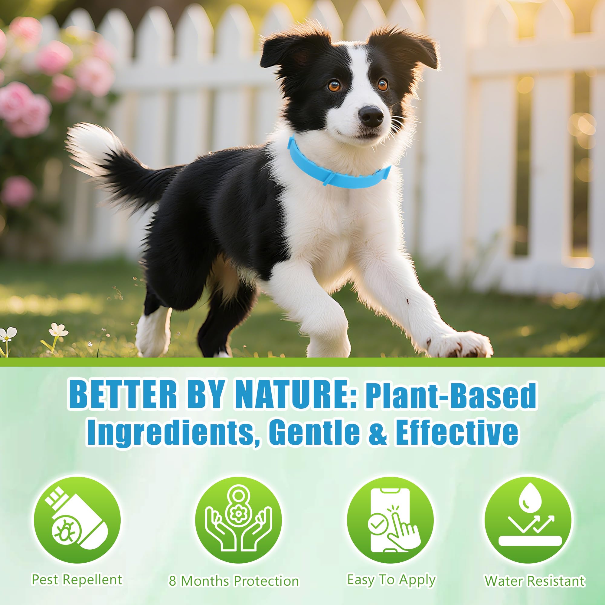 Trihood outdoor-dog walk with blue collar on a sunny day