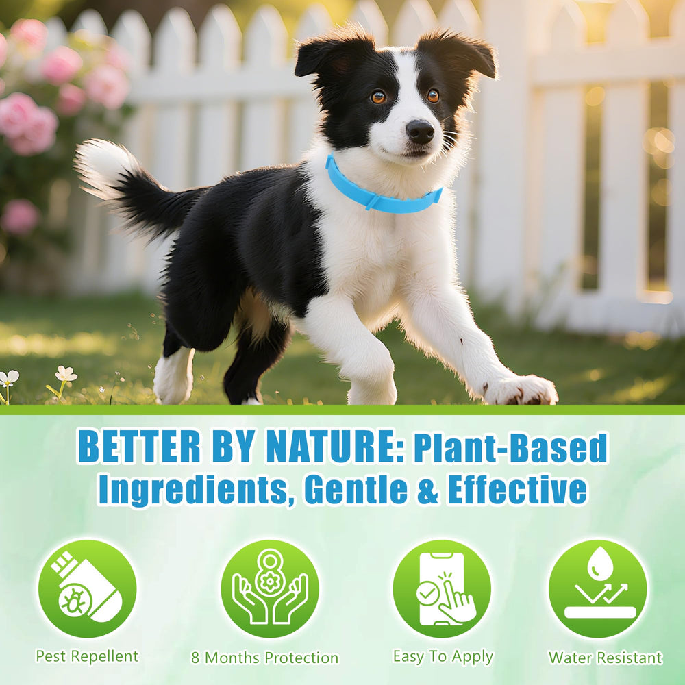 Trihood outdoor-dog walk with blue collar on a sunny day