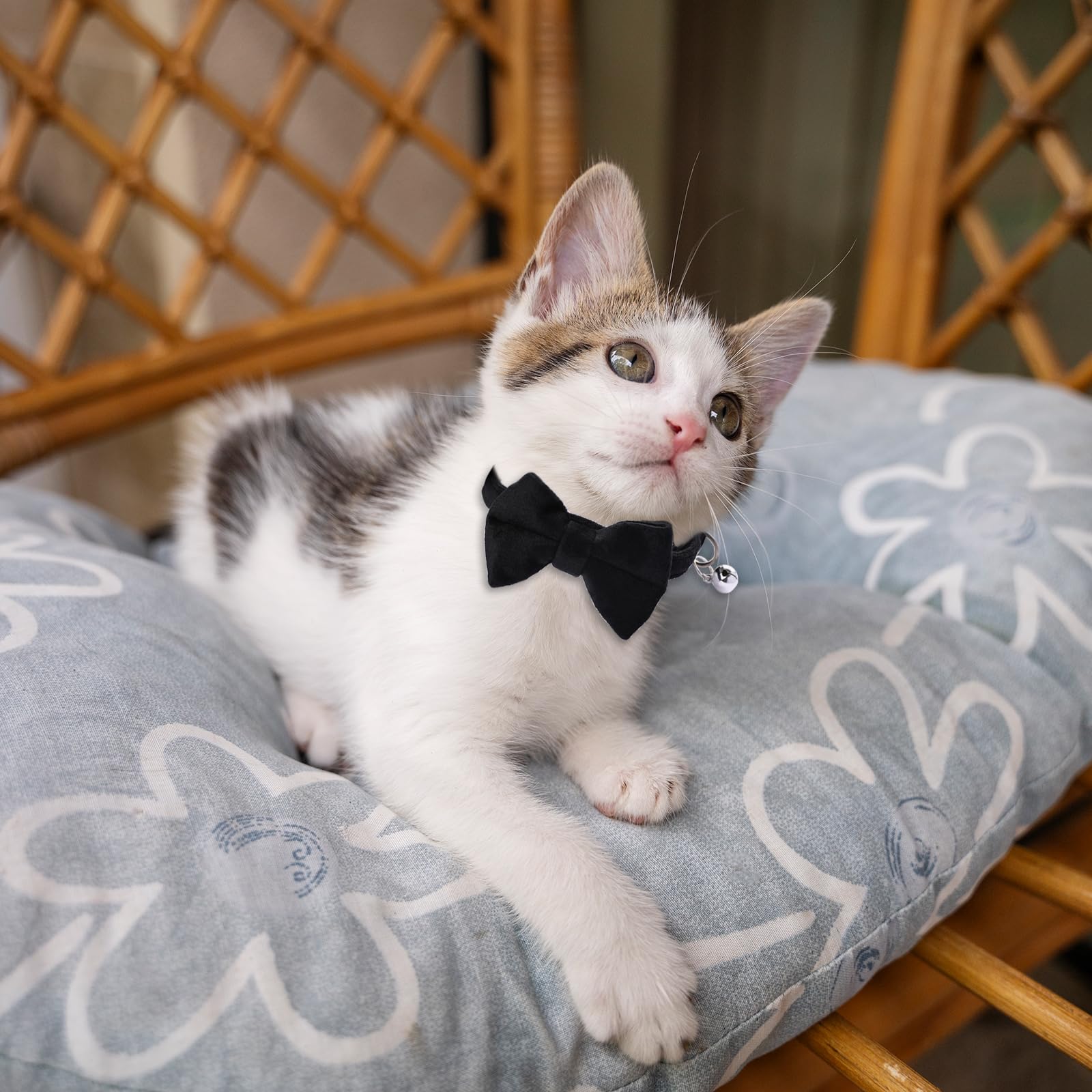 Trinkrittey adjustable cat collar with safety buckle for secure fit.