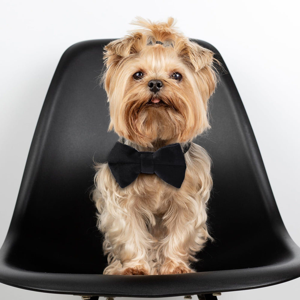 Trinkrittey red collar with bell promotes safe wear during play.