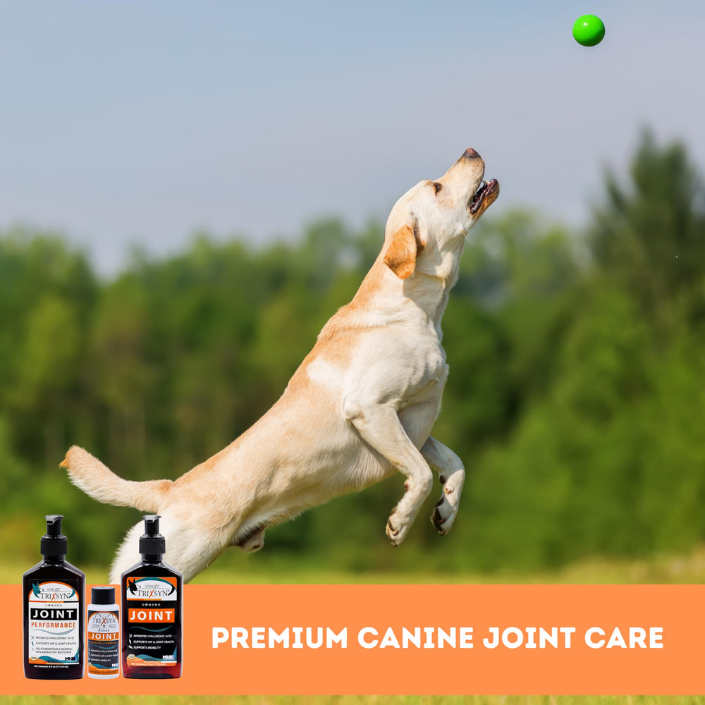 Small-breed dog calmly receiving the liquid supplement during daily routine.