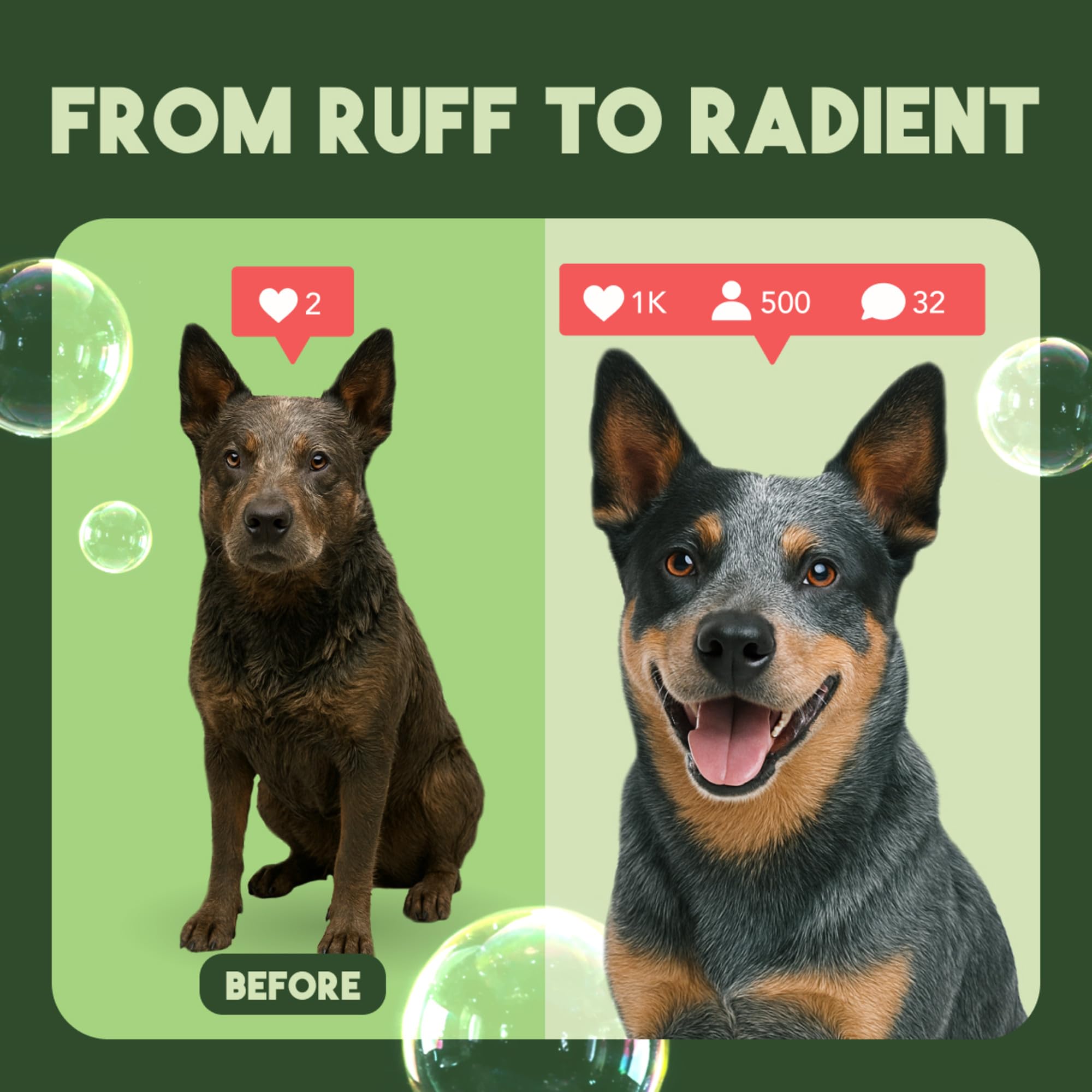 TropiClean deodorizing dog shampoo coat-softening results after wash.