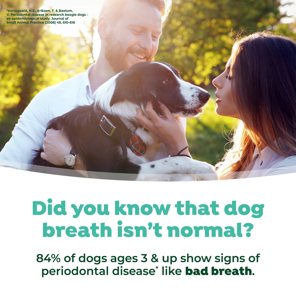 TropiClean Fresh Breath Foam Texture — smooth, gentle oral care foam