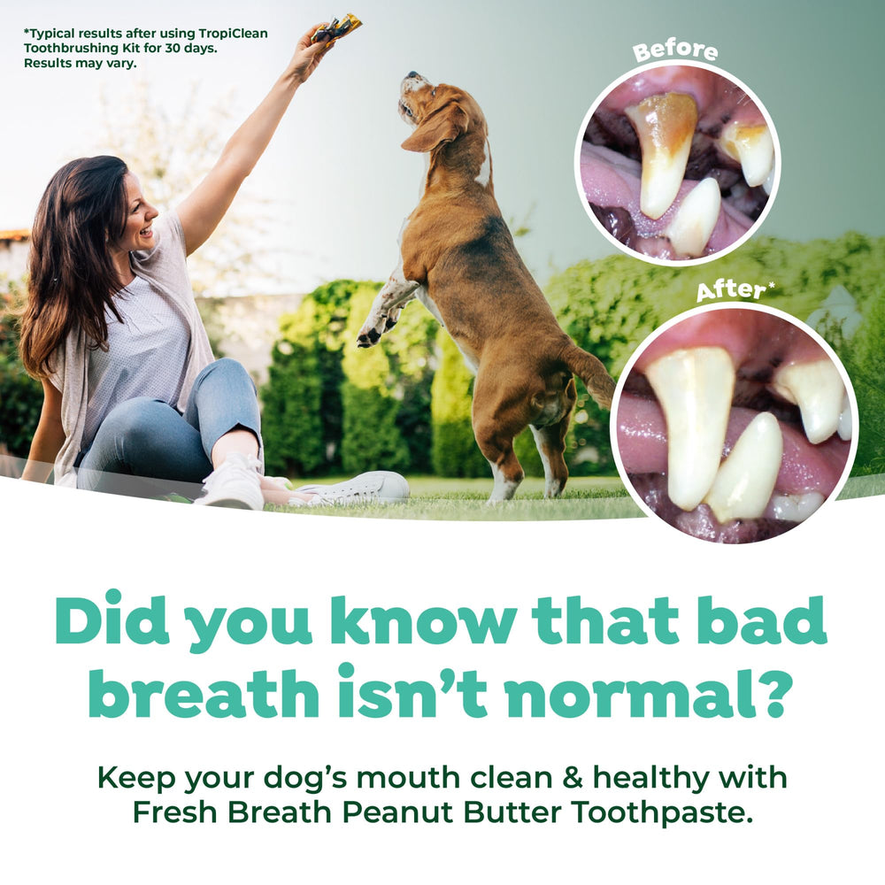 TropiClean Fresh Breath Kit dog brushing session with guided tool usage.
