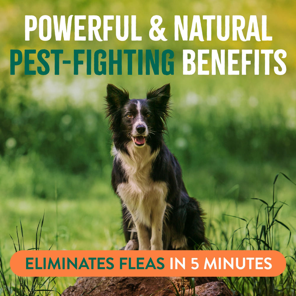 TropiClean indoor-outdoor use spray with peppermint aroma.