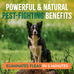 TropiClean indoor-outdoor use spray with peppermint aroma.