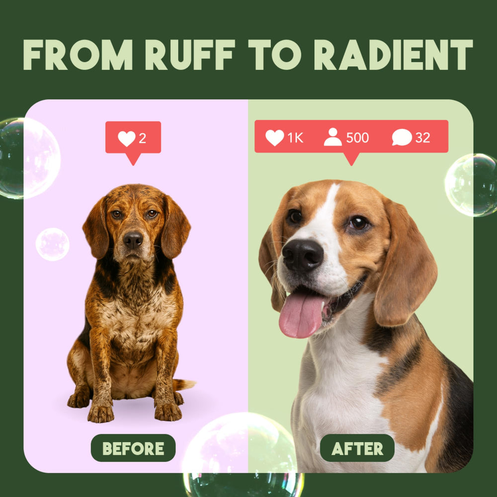 TropiClean Kiwi Cocoa Butter scent on a fluffy puppy coat