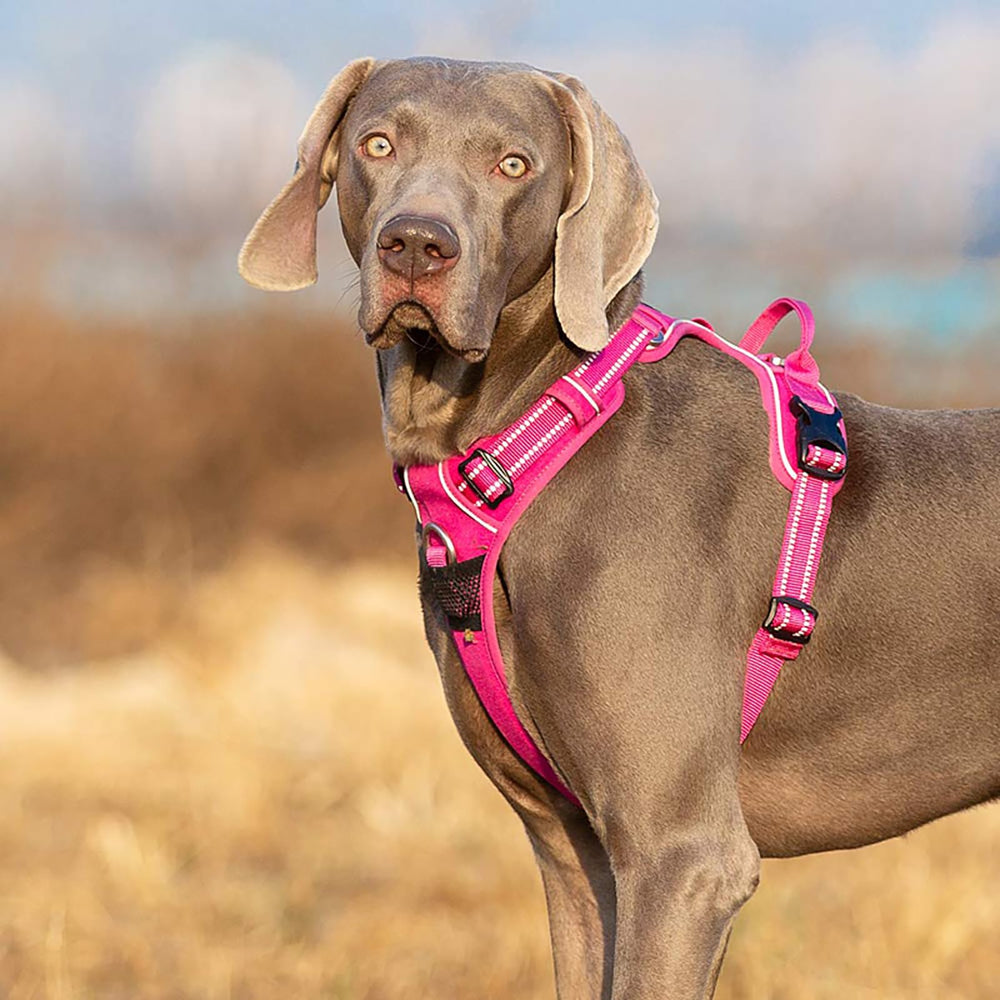 TRUE LOVE back-handle safety-strap image indicates easy control and quick leash attachment.