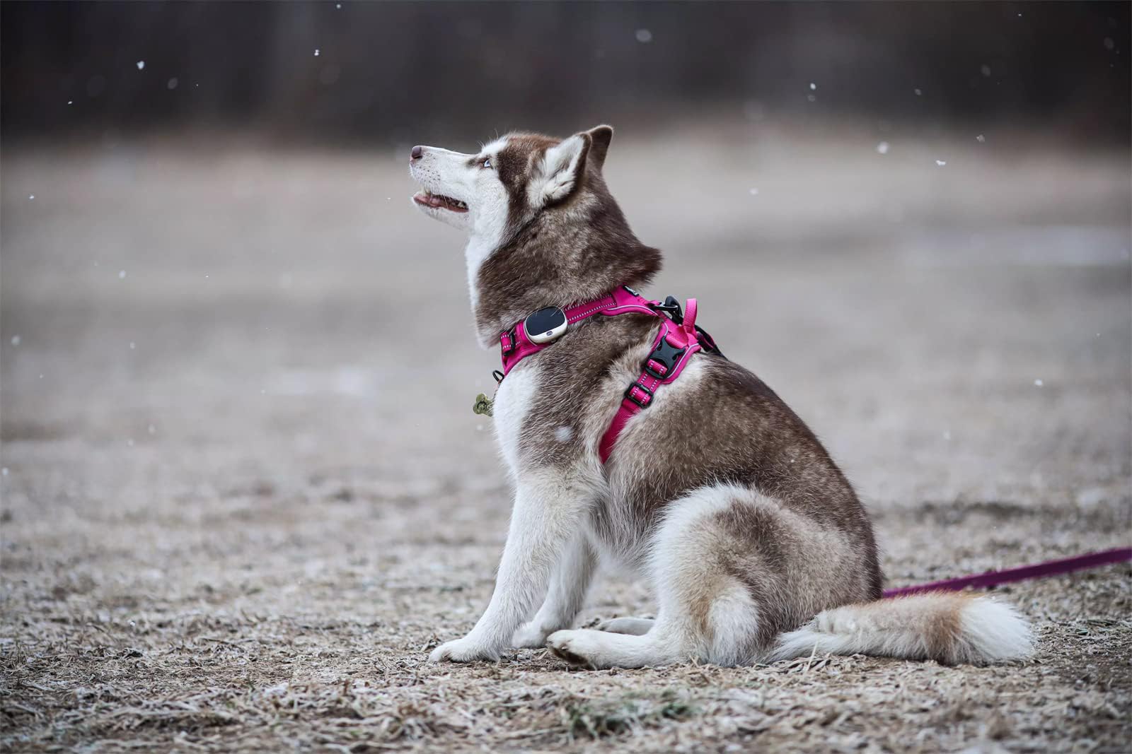 TRUE LOVE TLH5651 fuchsia back-handle view suggests safer control during car rides.