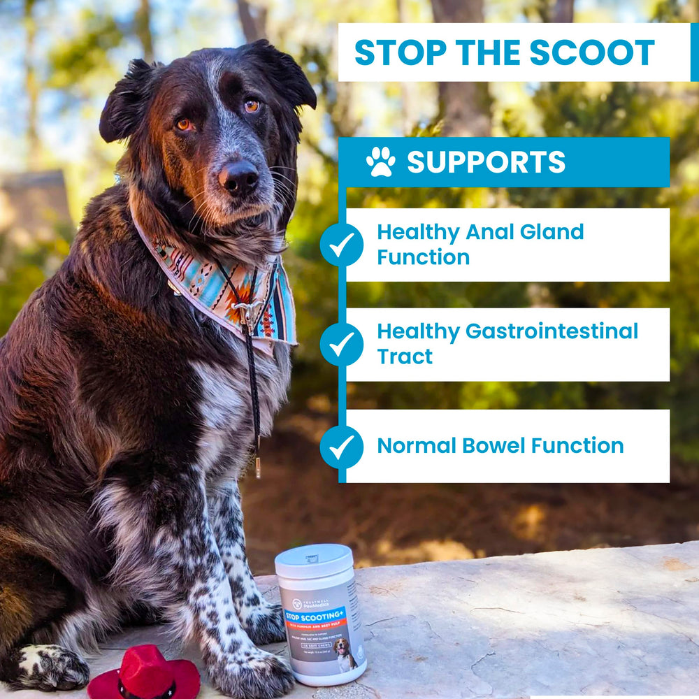 Trustwell PawMedica chews in bowl illustrates tasty, fiber-based digestive support for dogs.