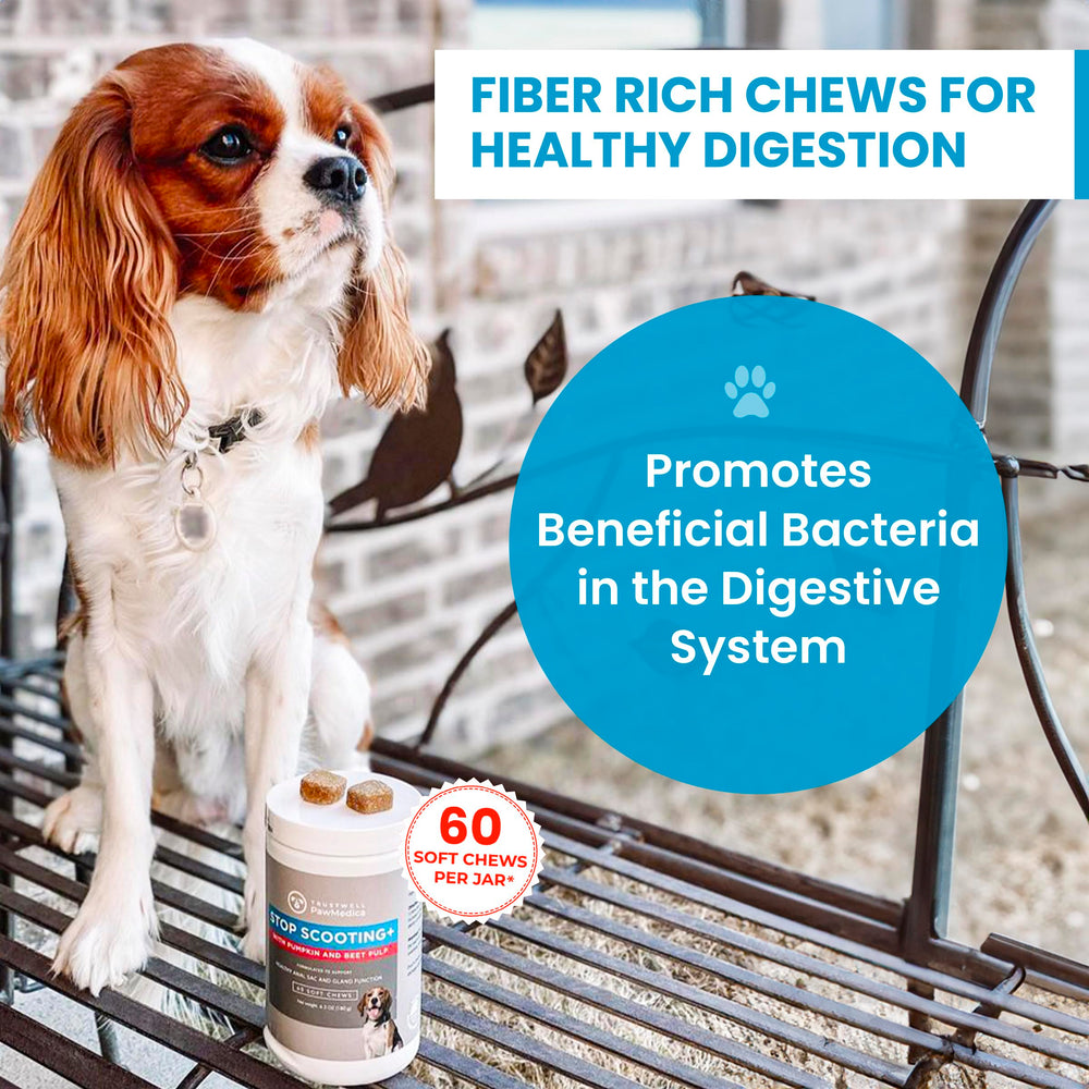 Trustwell PawMedica pumpkin-infused chews close-up highlighting natural ingredients and texture.