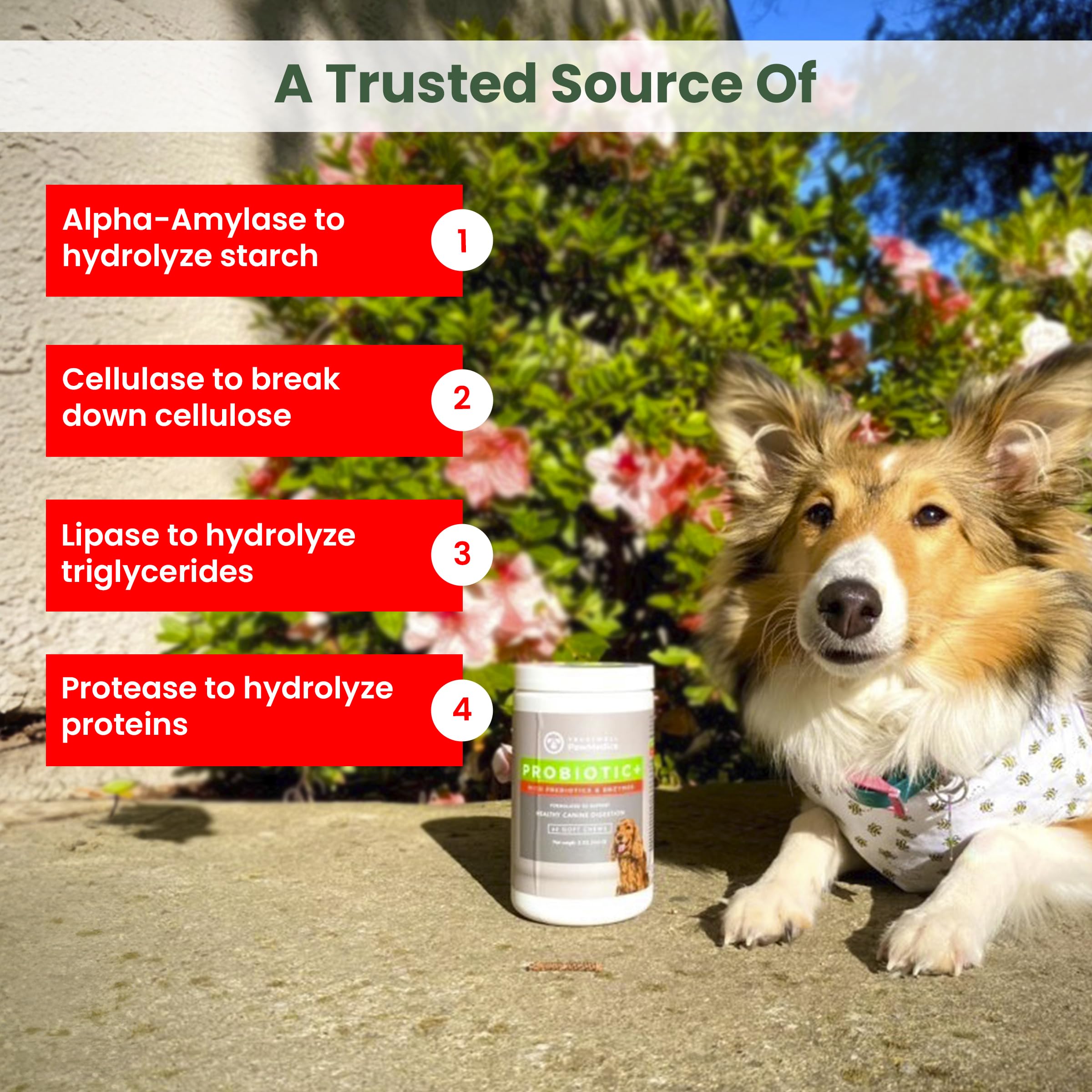 Trustwell PawMedica probiotic chews dog eating scene demonstrates easy digestion with treats