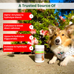 Trustwell PawMedica probiotic chews dog eating scene demonstrates easy digestion with treats