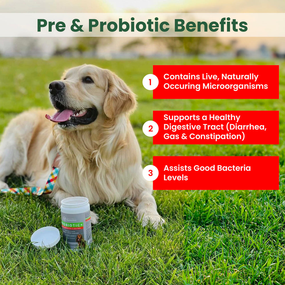 Trustwell PawMedica probiotic chews pouch offers on-the-go gut health with prebiotics