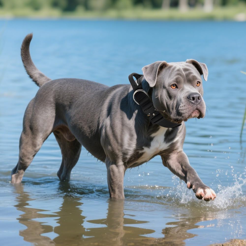 TSPRO dog collar control handle in action for training and distraction management.