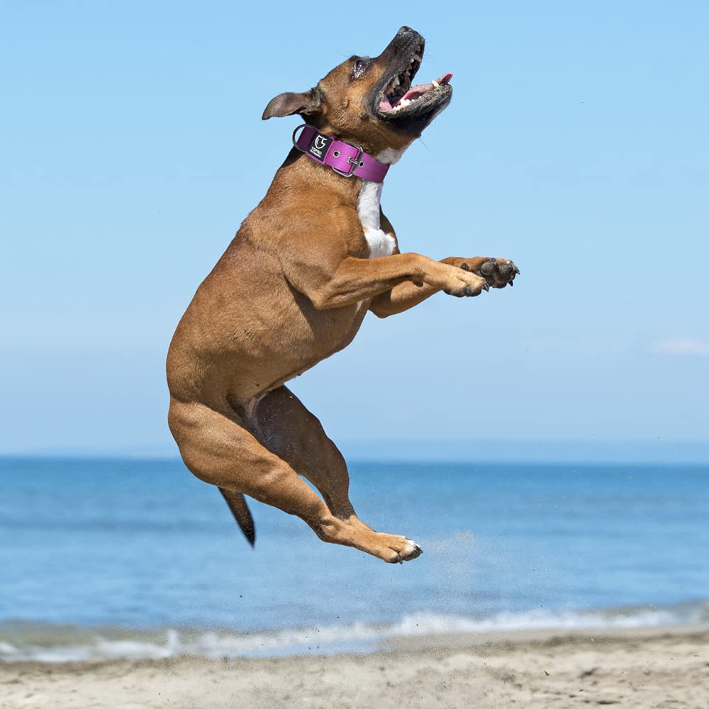 TSPRO purple collar adds visibility and style during outdoor activities.