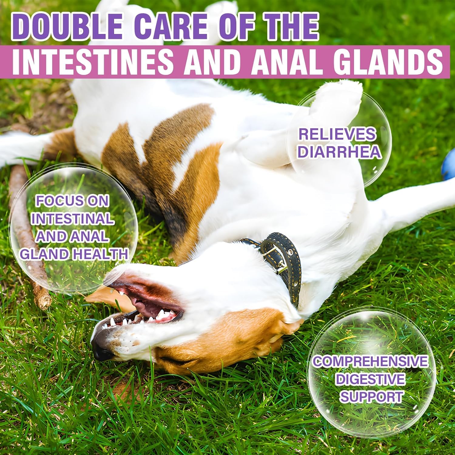 TTIXRL dog anal gland soft chews serving table shows digestive support benefits and dosing