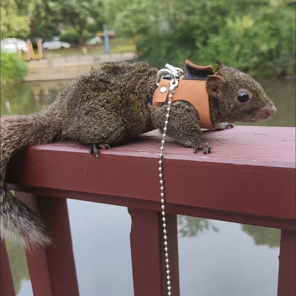 TTMIMIK harness easy-on steps illustrated for quick, stress-free fittings.