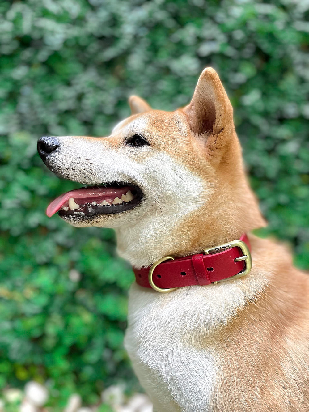 Tuff Pupper collar in outdoor play demonstrates durability in action.