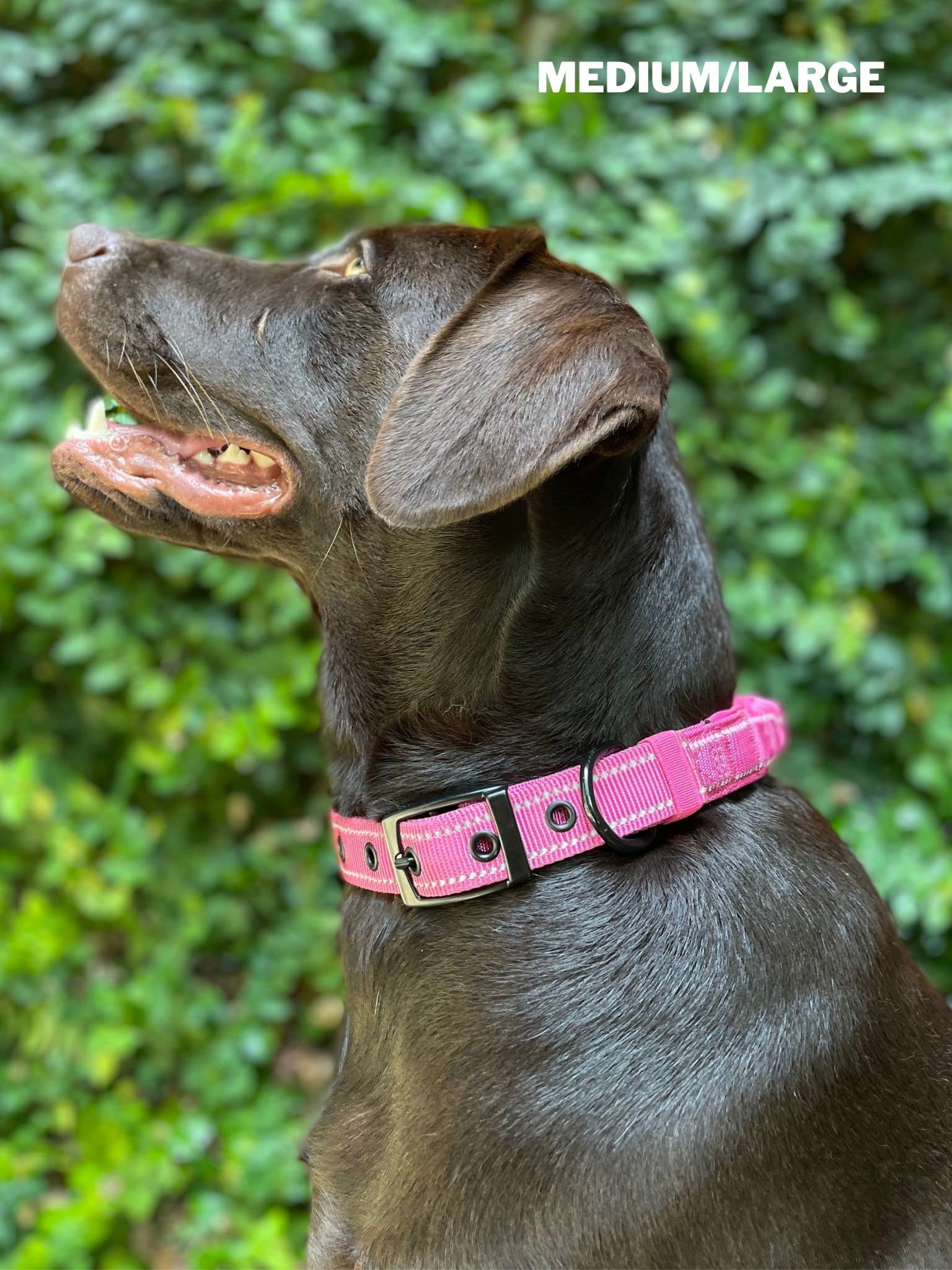 Tuff Pupper in crowded urban walks showing controlled movement during anxious moments.