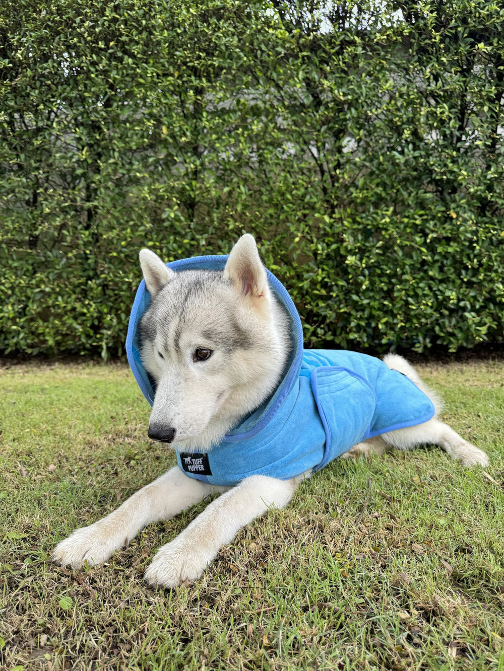 Tuff Pupper in use image emphasizes absorbency and mess protection