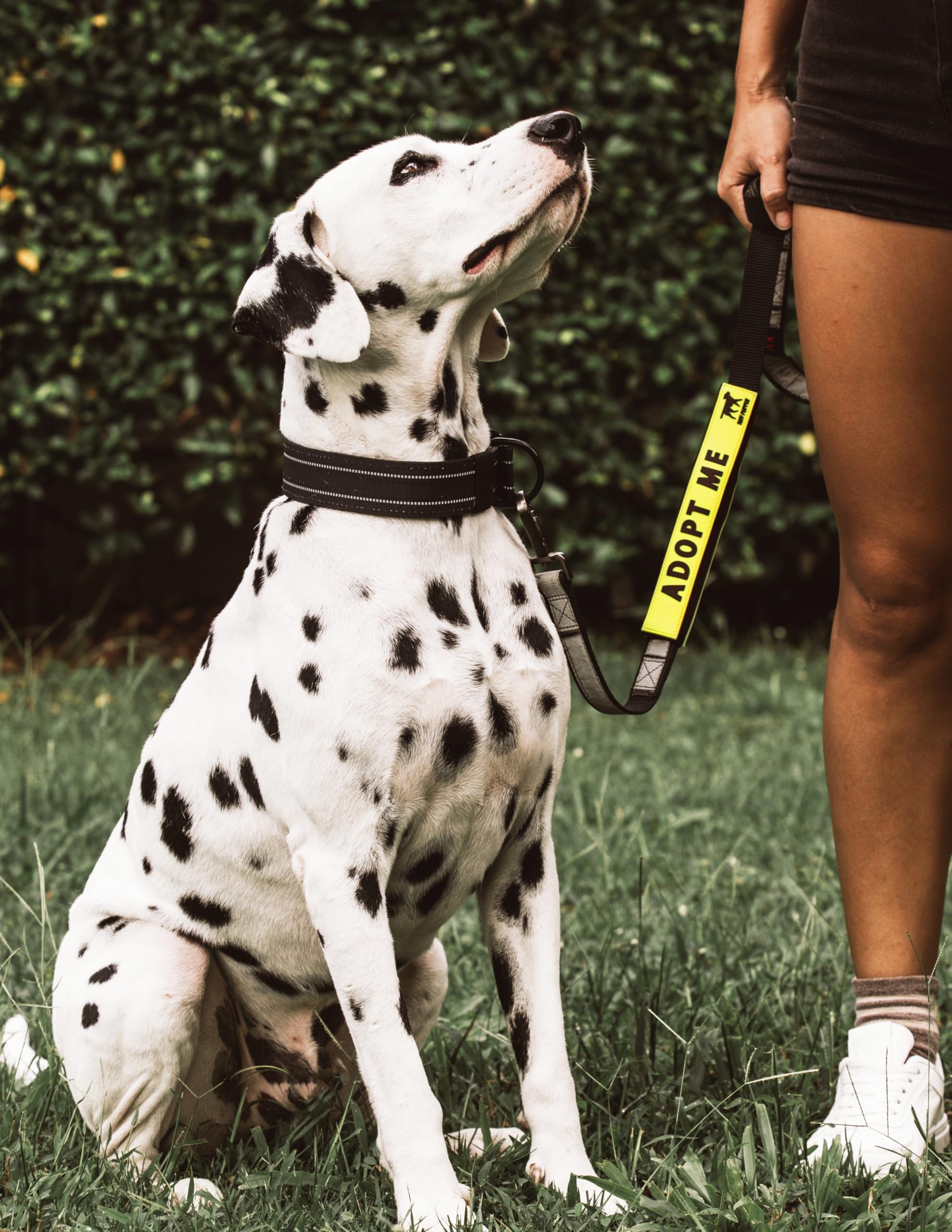Tuff Pupper leash sleeve in use during a dog walk improves communication.