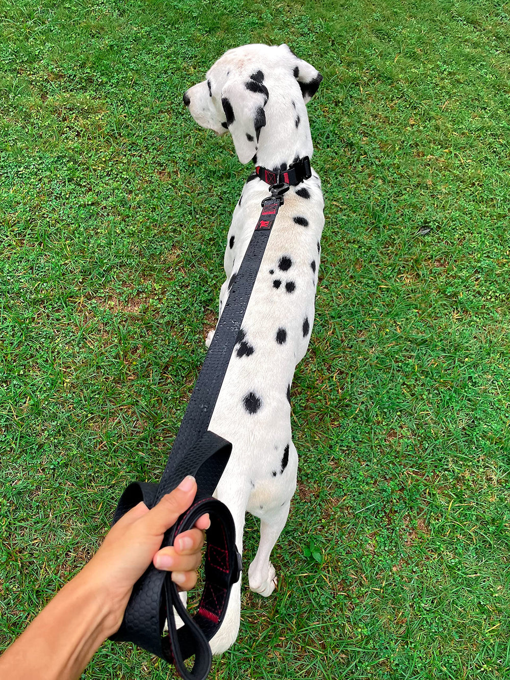 Tuff Pupper lifetime guarantee and packaging image signals trusted purchase