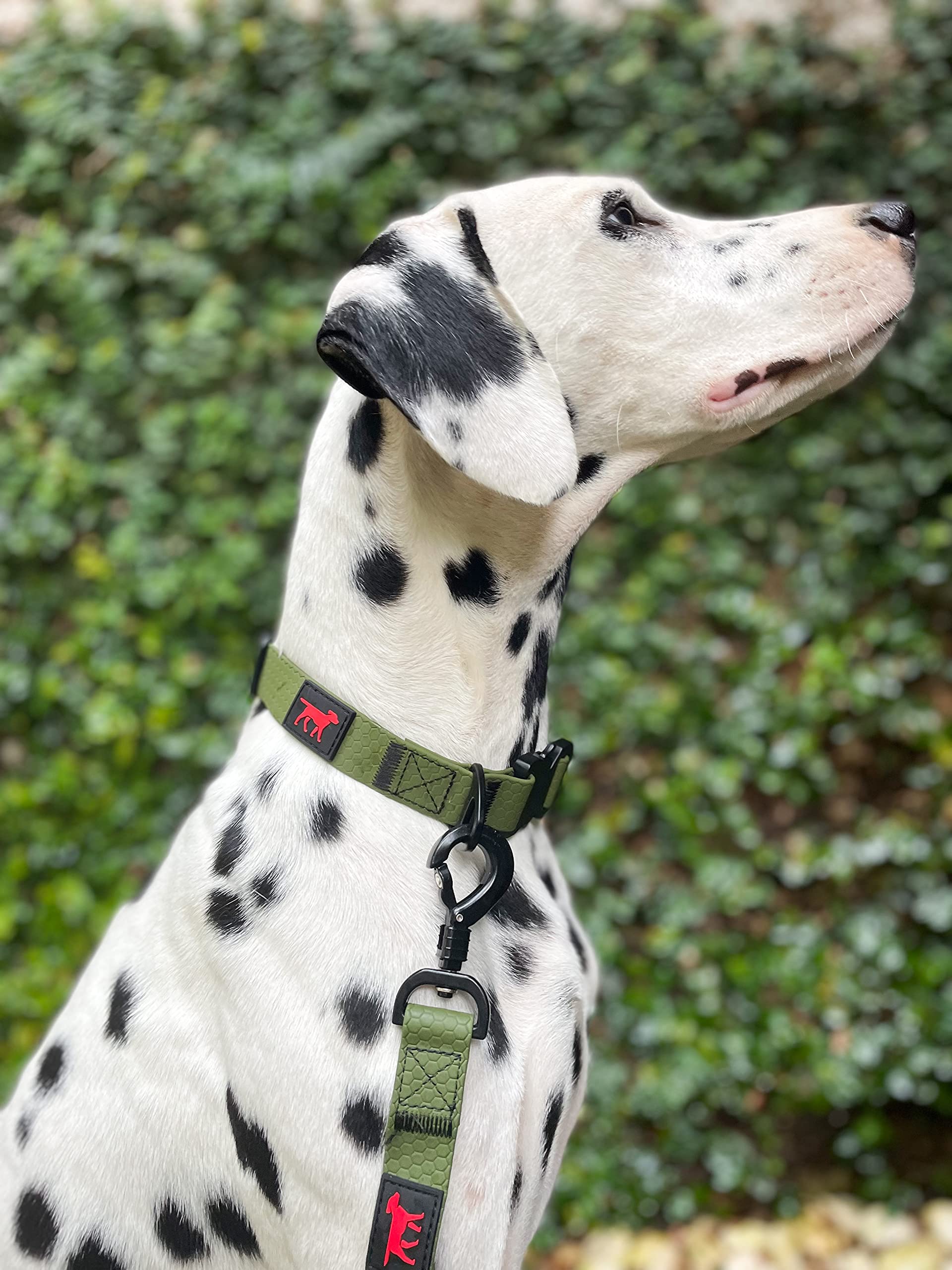 Tuff Pupper powder-coated hardware collar gleams in action shot