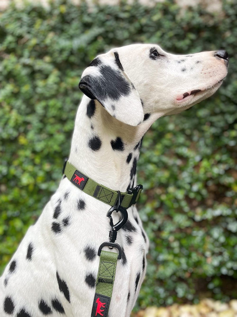 Tuff Pupper powder-coated hardware collar gleams in action shot