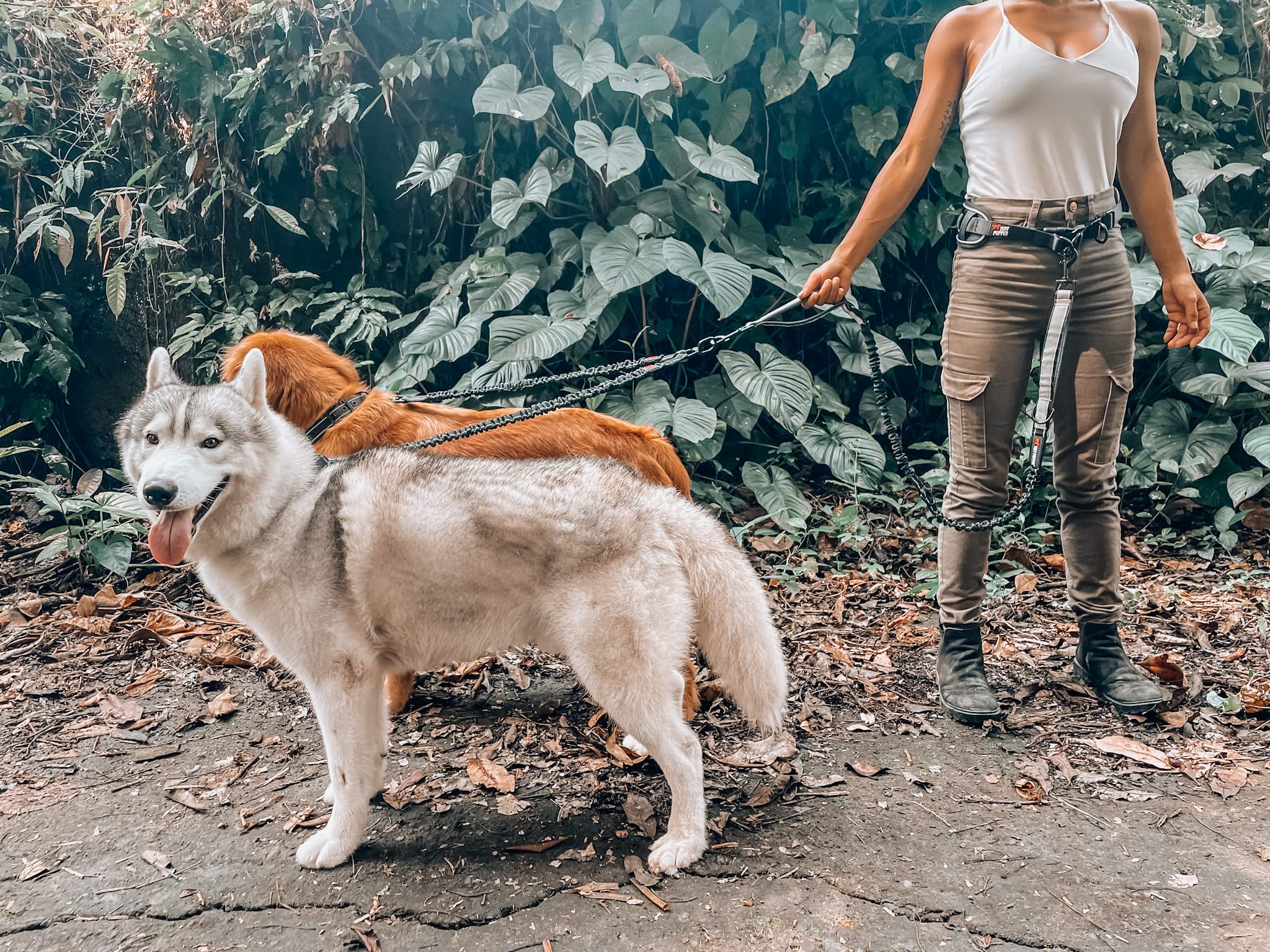 Tuff Pupper reflective piping on waist belt for safer evening strolls