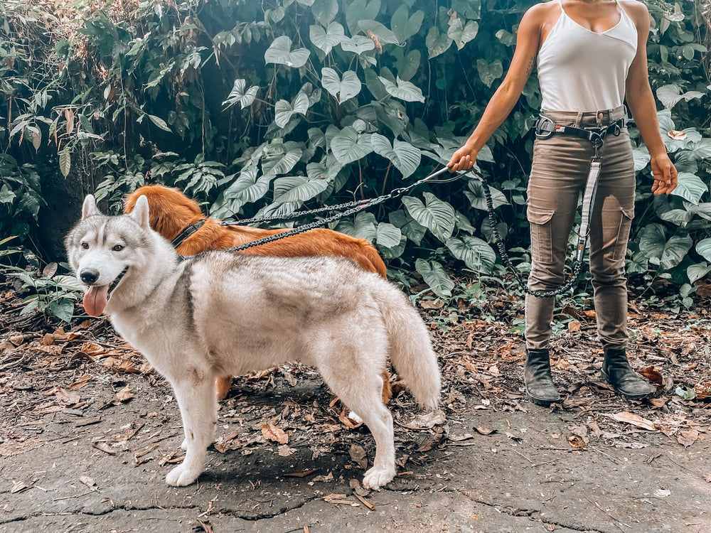 Tuff Pupper reflective piping on waist belt for safer evening strolls