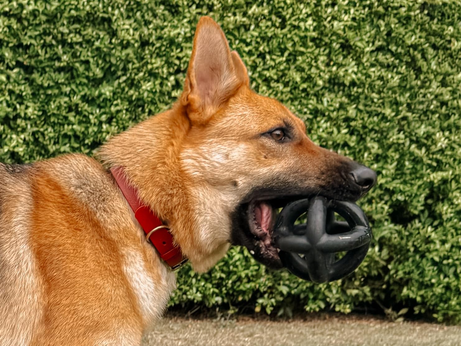 Tuff Pupper SuperChewy ball aggressive-chewers-approved—trusted by tough chewers and owners.