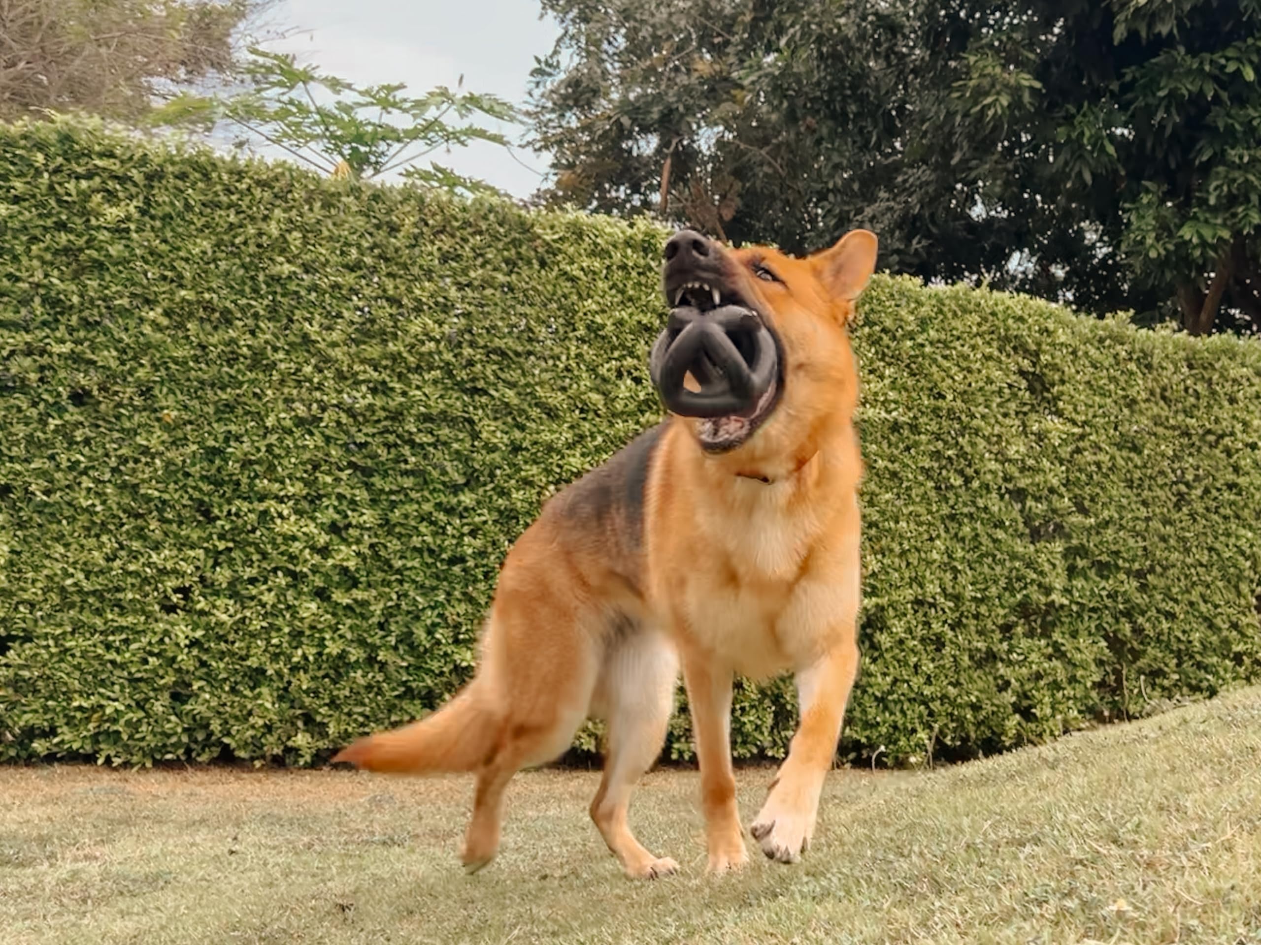 Tuff Pupper SuperChewy ball size-2x—ideal for larger breeds and fetch.